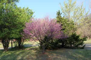 redbuds at Red Rock Canyond