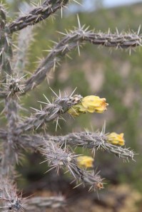 Cactus at Cochiti